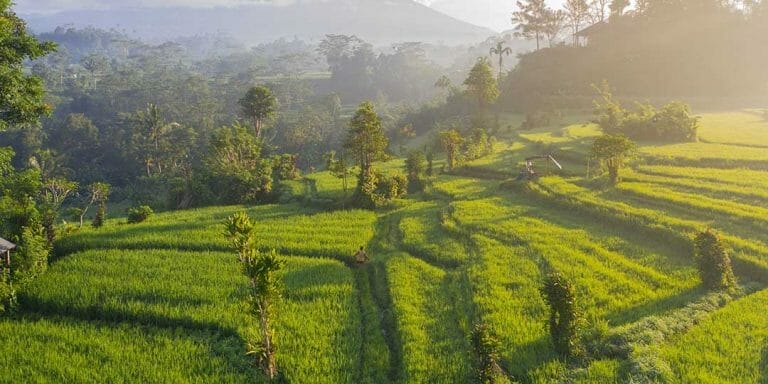 Rijstvelden op Bali
