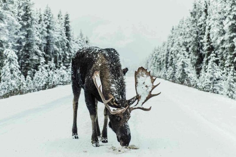 Een eland in de sneeuw in Canada