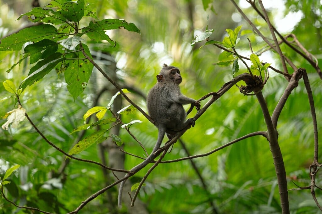 Ubud reisgids: Wat te bezoeken in Ubud, Bali? 1 aap in apenbos ubud