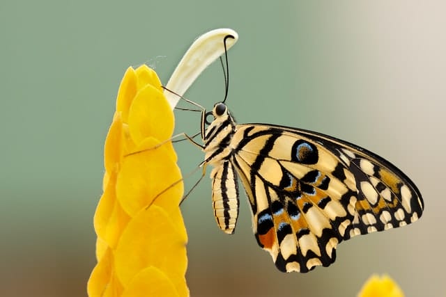12 Instagram spots op Aruba 9 butterfly farm aruba Instagram spots op Aruba
