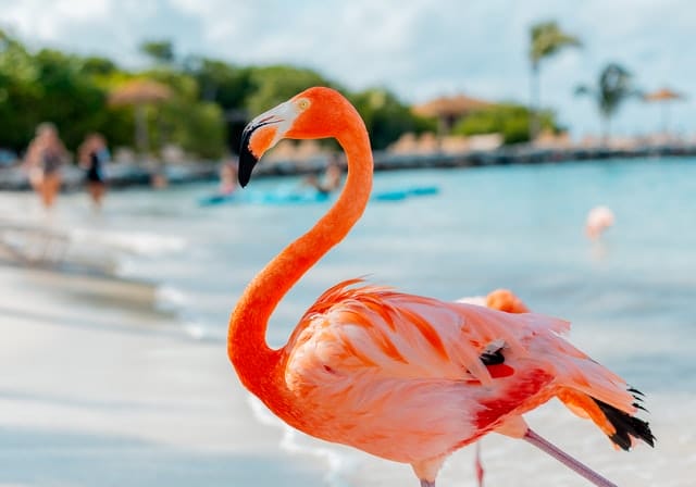 flamingo beach Instagram spots op Aruba