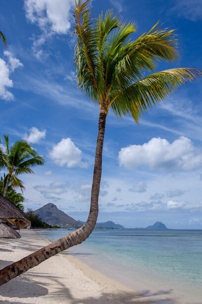 Blauwe lucht met palmboom op een strand in Mauritius 