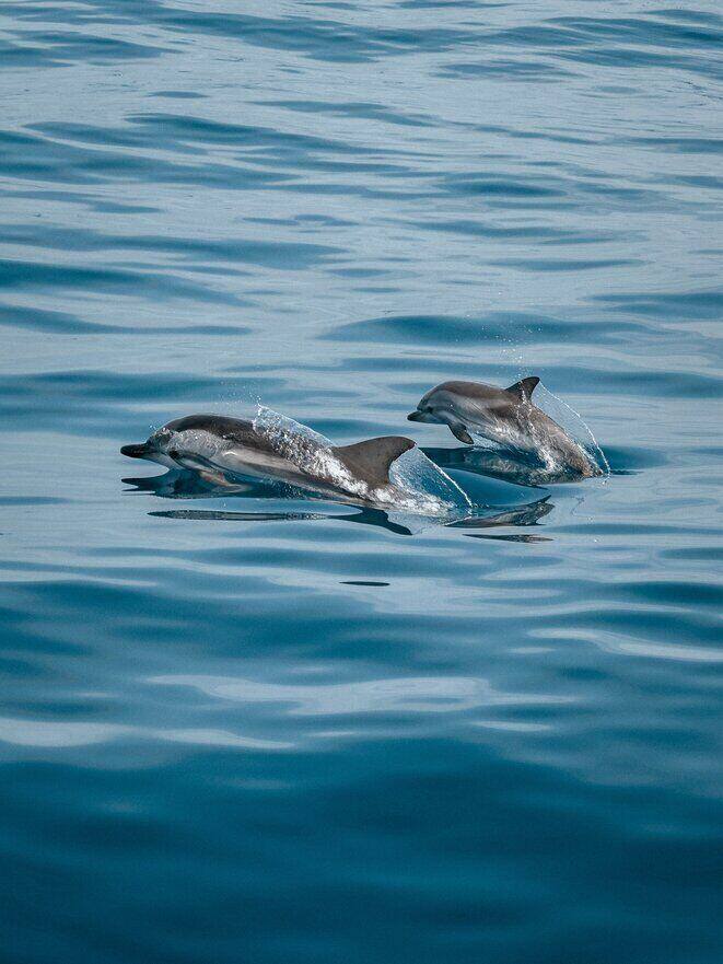 Dolfijnen in het water bij het eiland mauritius