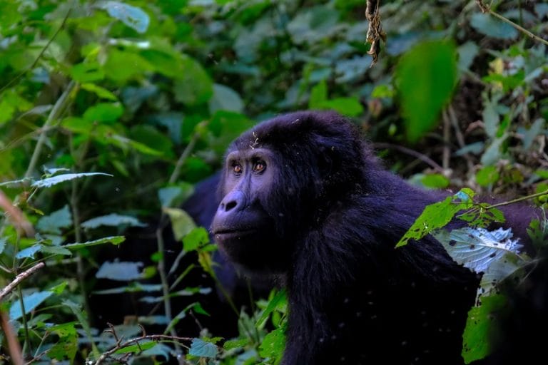 Gorilla tussen groene bladeren in Oeganda