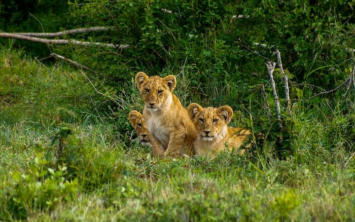 Leeuwen welpjes tussen net groene gras in Kenia