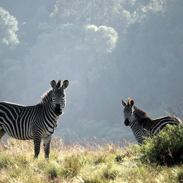 Zebras bergen malawi